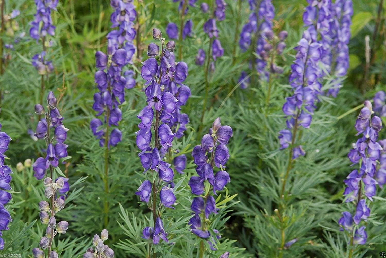 Aconitum napellu